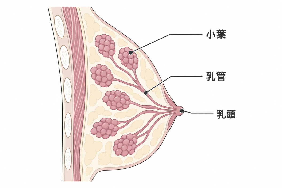 乳房の断面図。ミルクを作る小葉から、乳管が乳頭に向かって集まっている