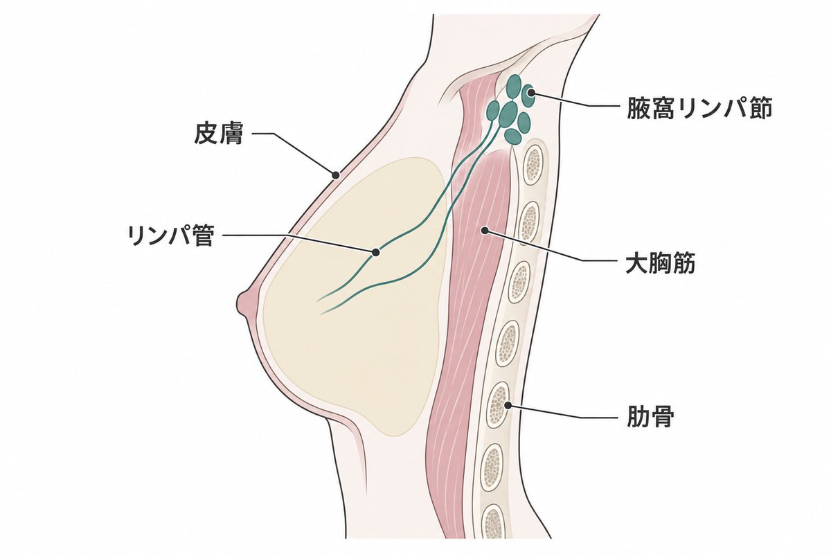 乳房の周りの模式図。表面の皮膚、奥の大胸筋と肋骨、脇の下の腋窩リンパ節へ向かうリンパ管