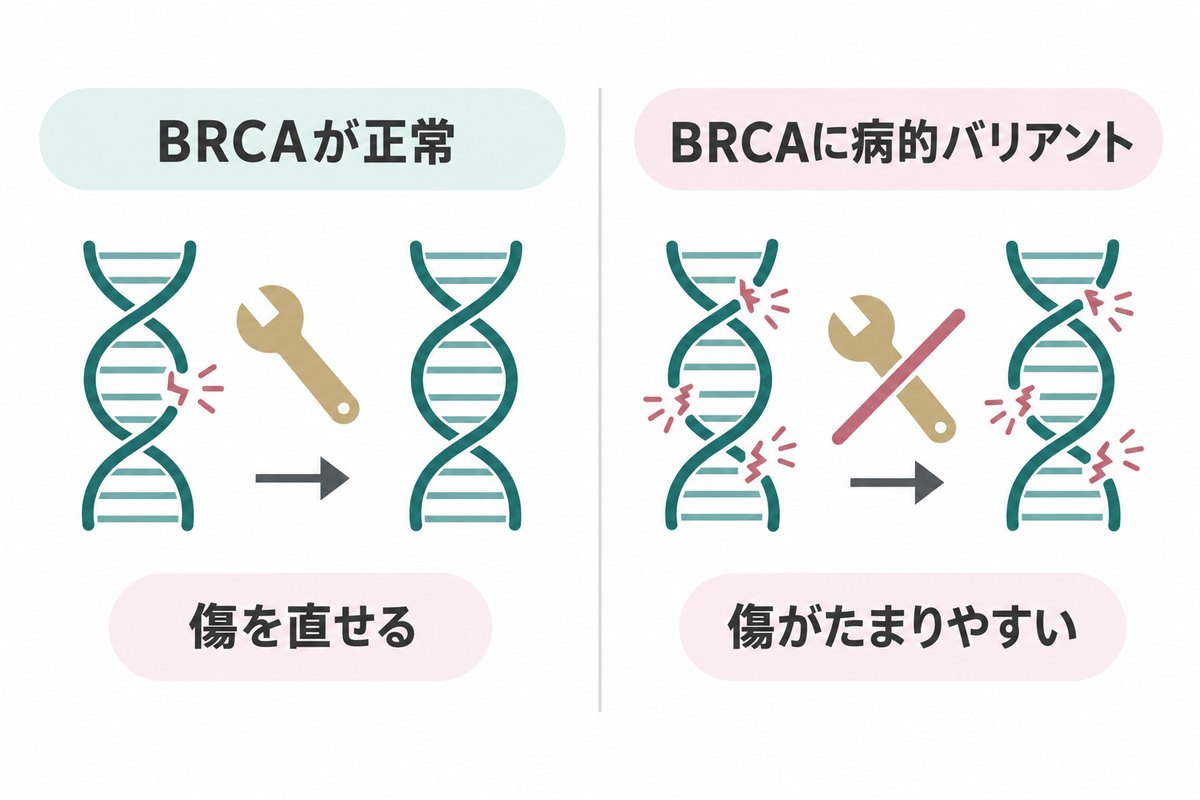 BRCAが正常ならDNAの傷を直せる。病的バリアントがあると修理が弱く、傷がたまりやすい