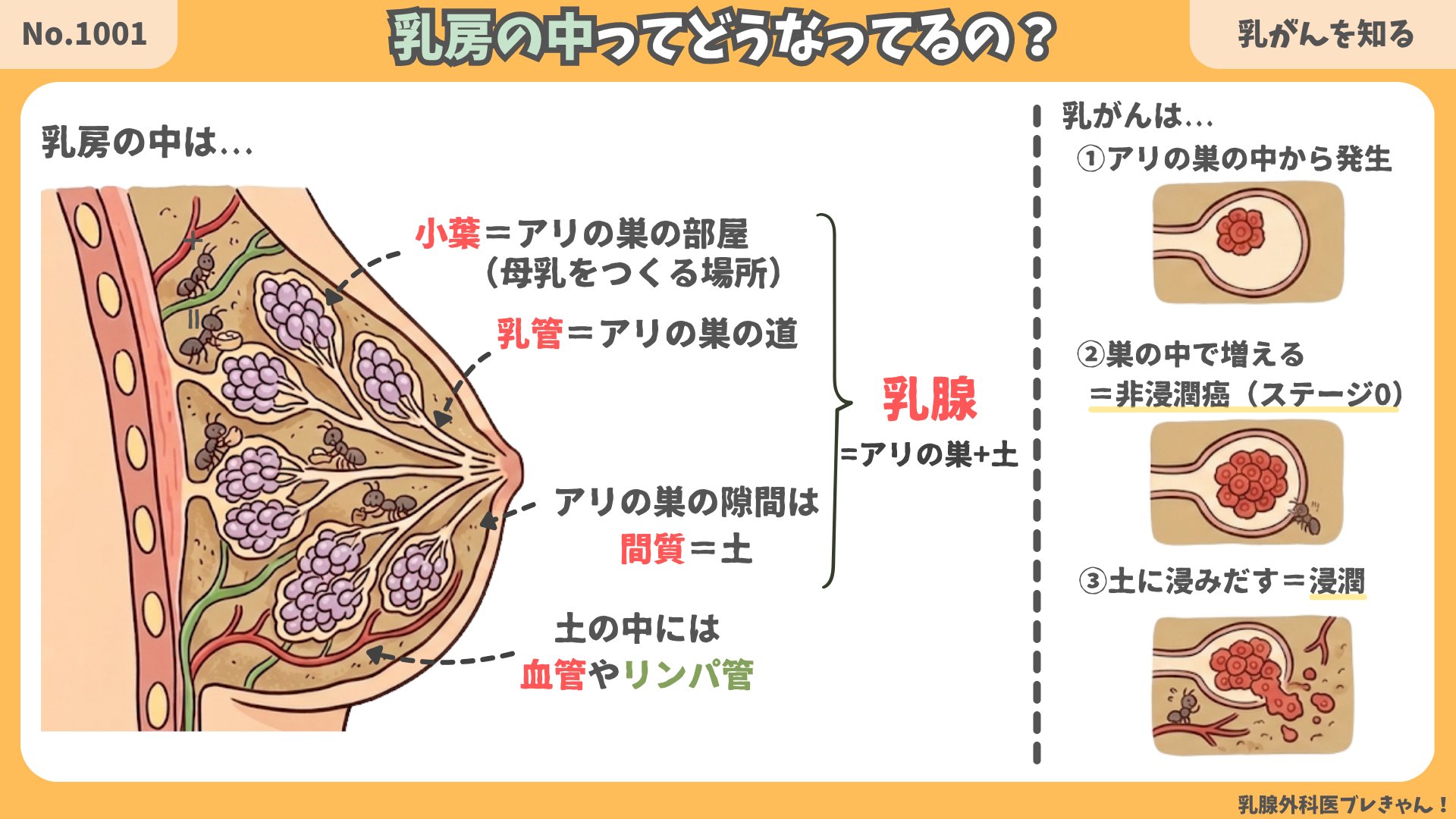 乳房の中ってどうなってるの？