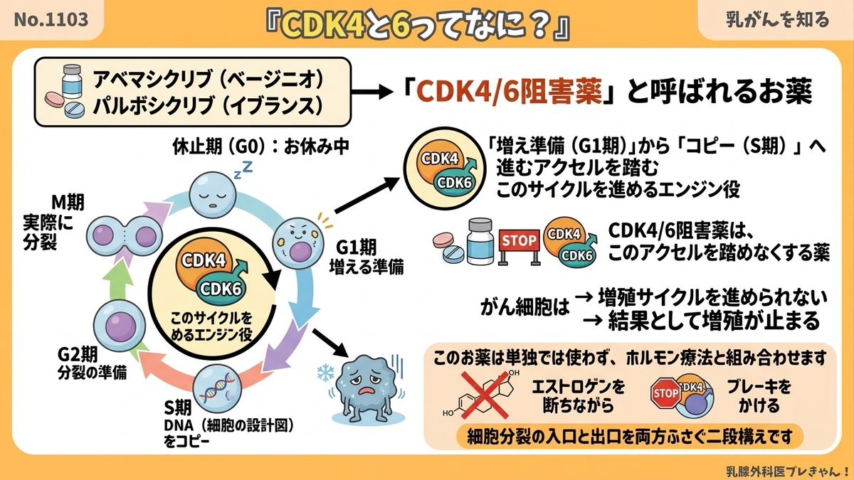 CDK4と6ってなに？