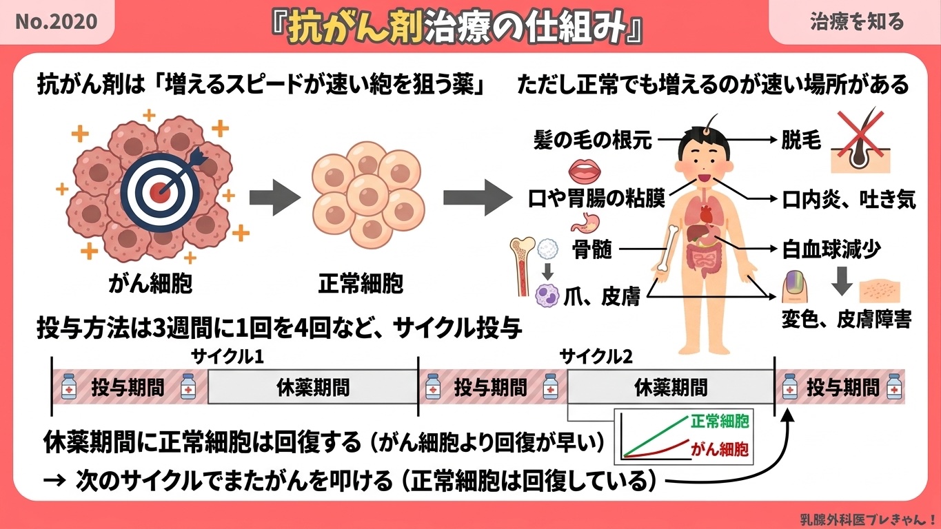 抗がん剤治療の仕組み